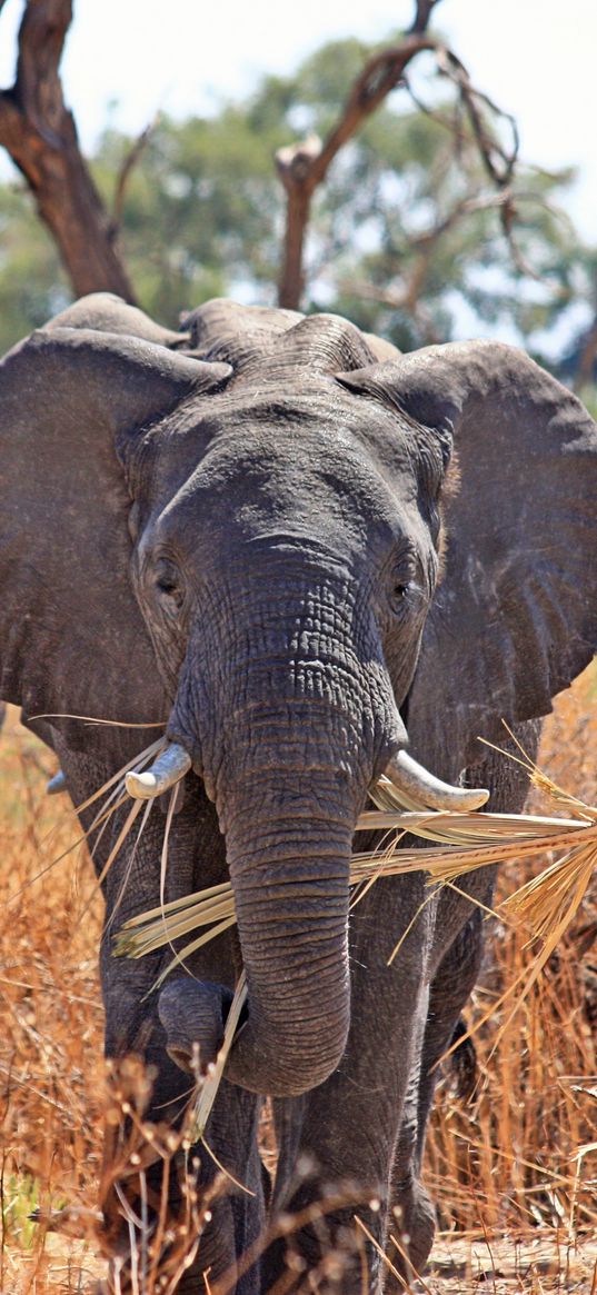 elephant, safari, africa, trunk