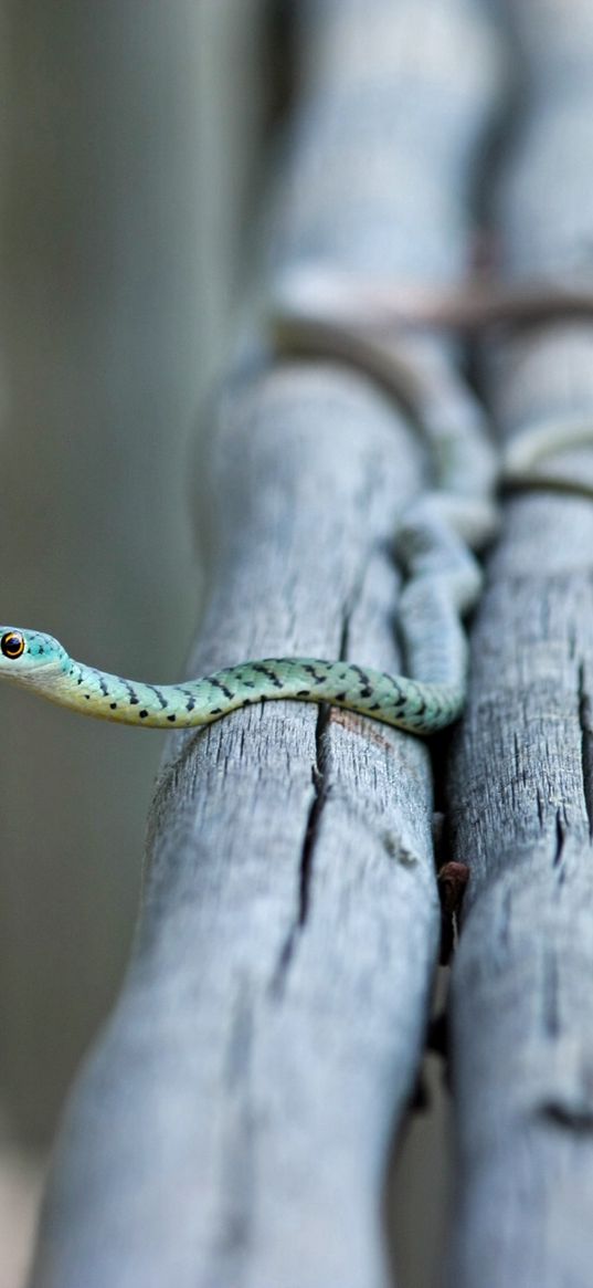 snake, small, timber, crawl