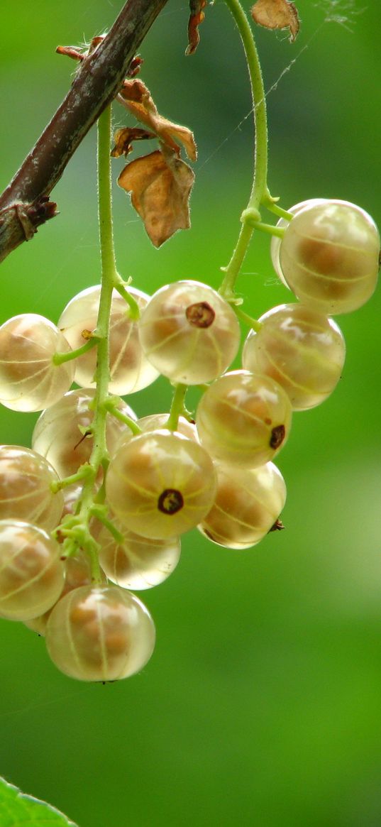 currants, branches, leaves, berries