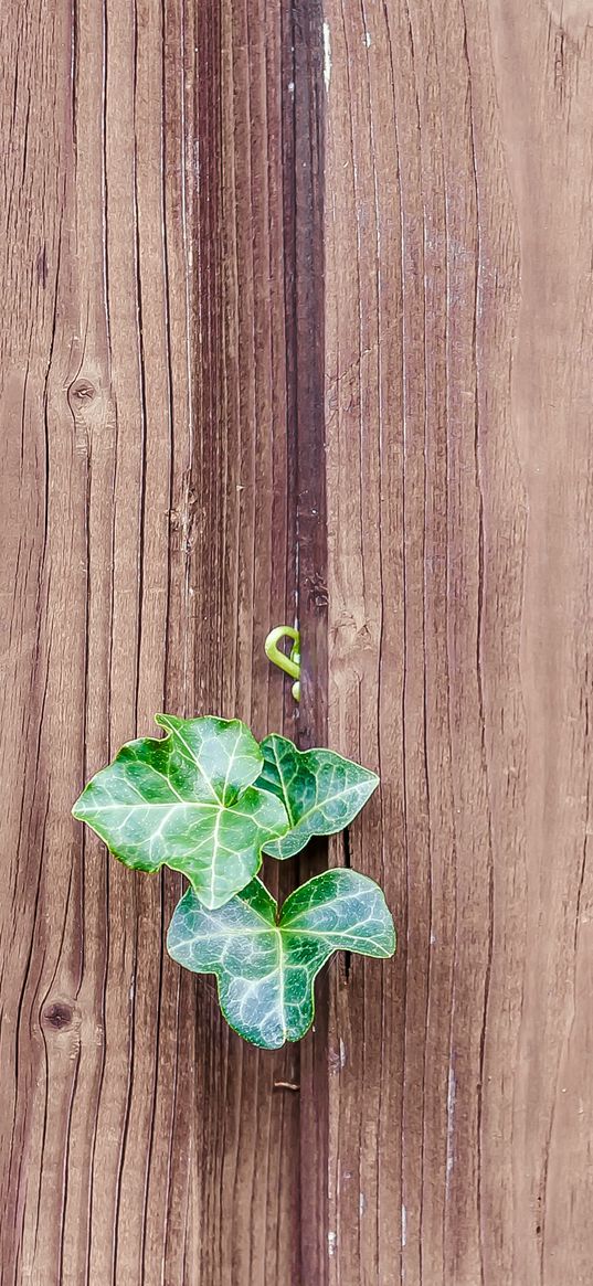 walls, fences, boards, leaves, plants