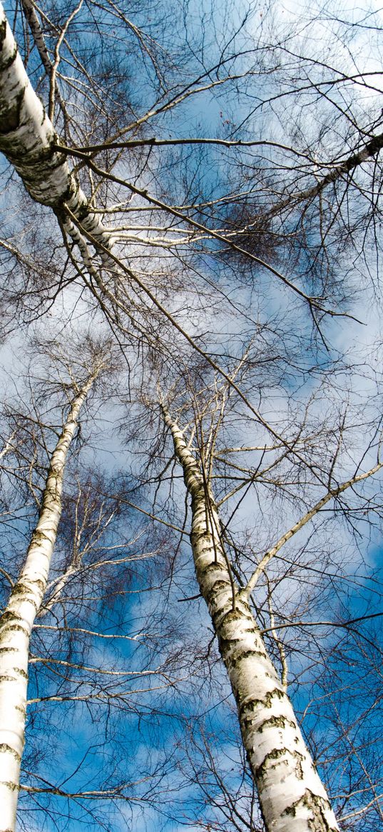 trees, sky, tops