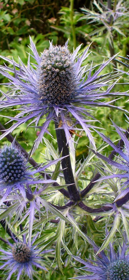 thistle, flower, plant