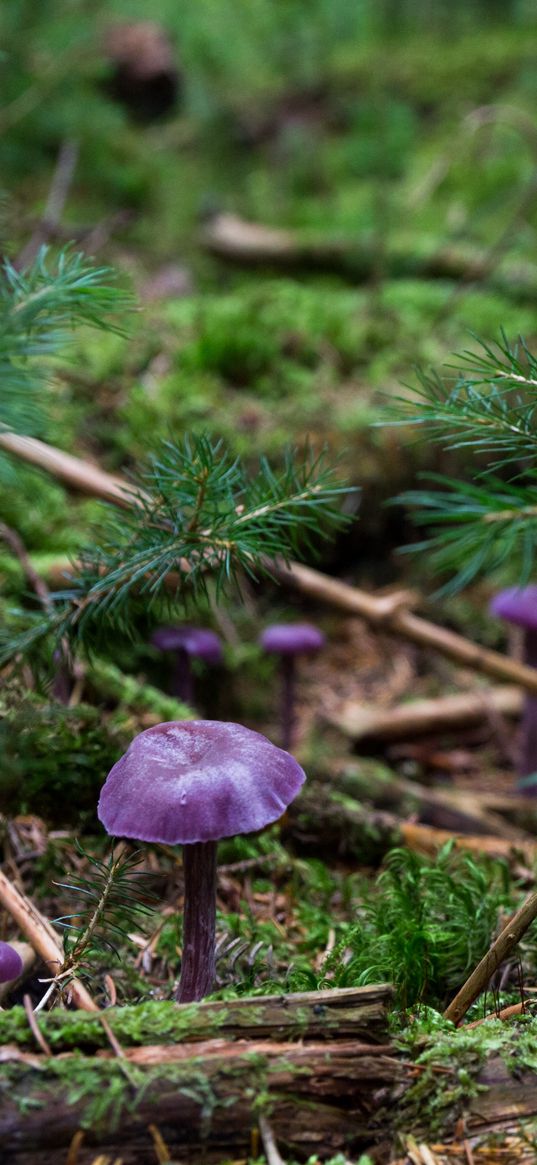 fungi, plants, herbs