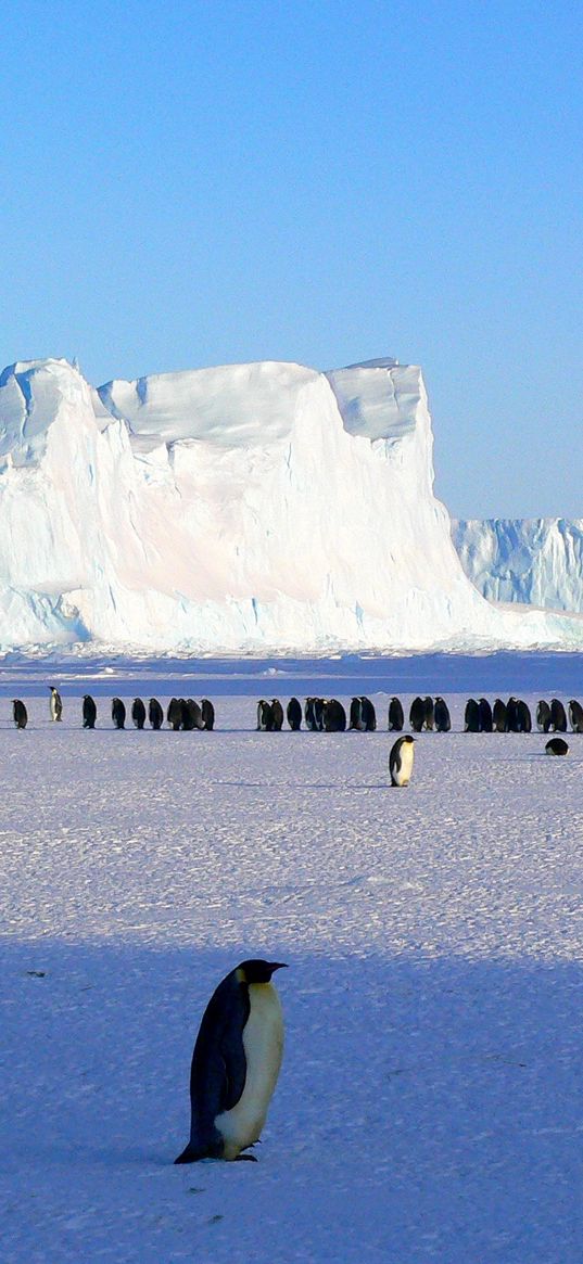 penguins, antarctica, snow, ice floe