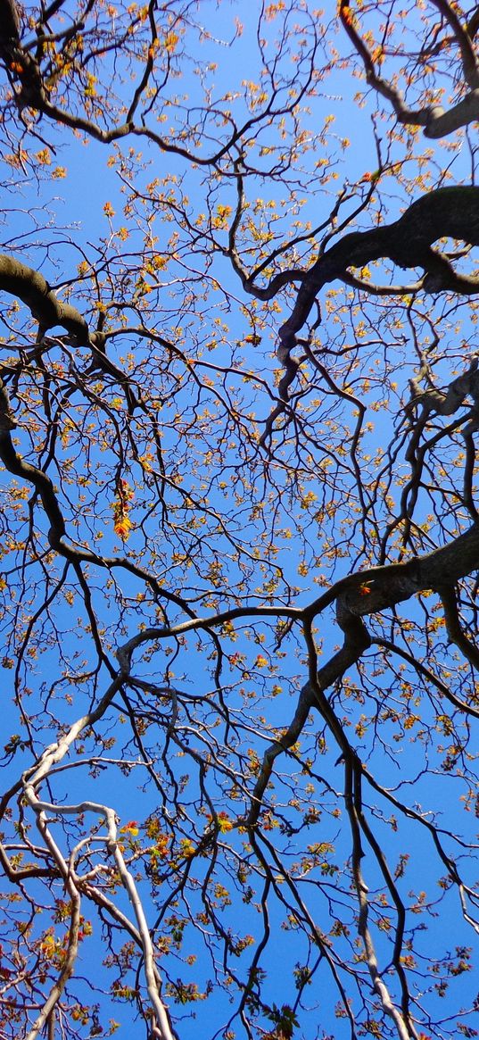 trees, branches, tops, sky