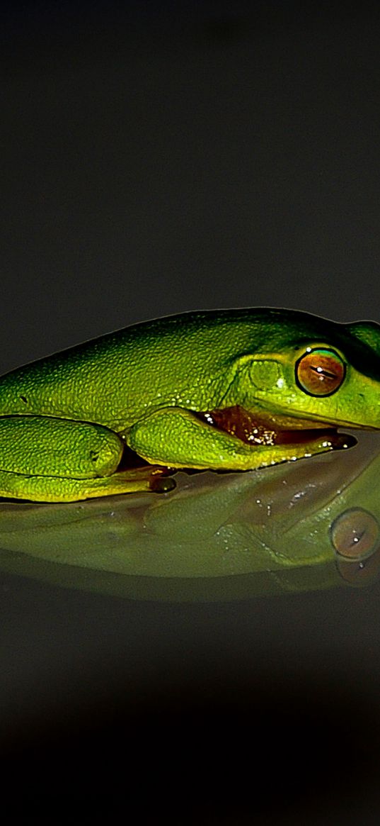 frog, reflection, dark background