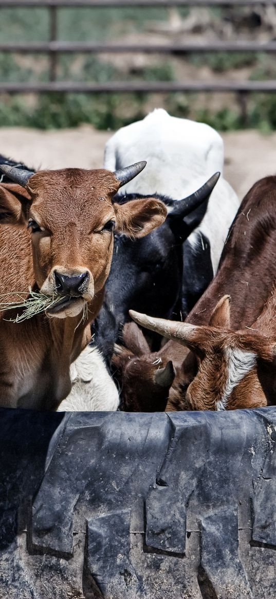 cows, calves, food, grass