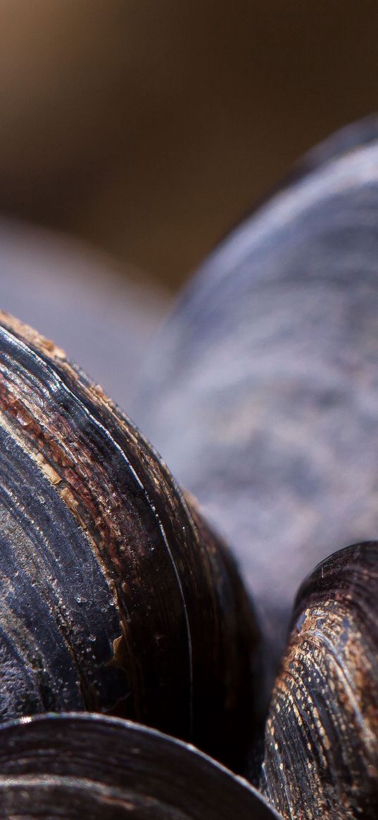 clams, mussels, shell, close-up