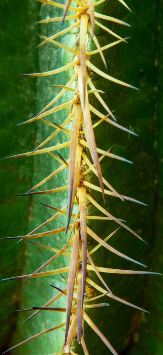 cactus, flower, thorn