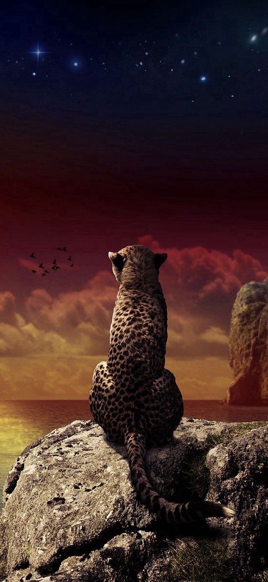 leopard, sitting, sunset, landscape, beach