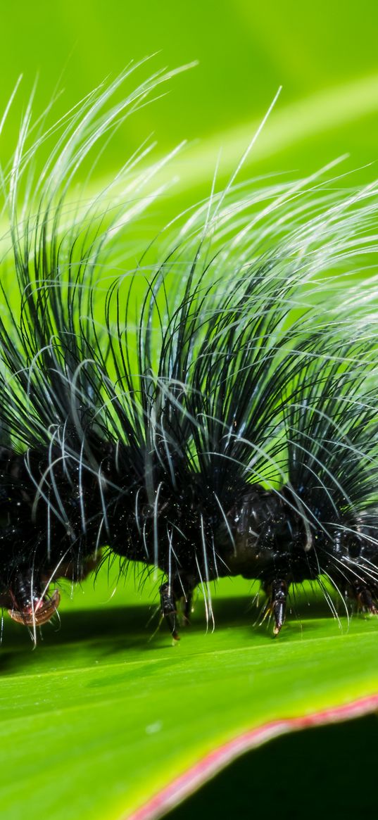 caterpillar, close-up, hair, leaf