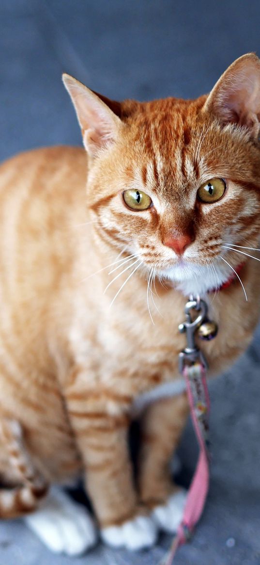 cat, striped, leash