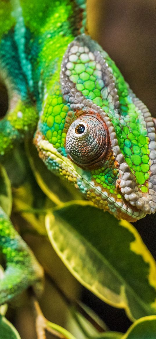 chameleon, color, camouflage, reptile