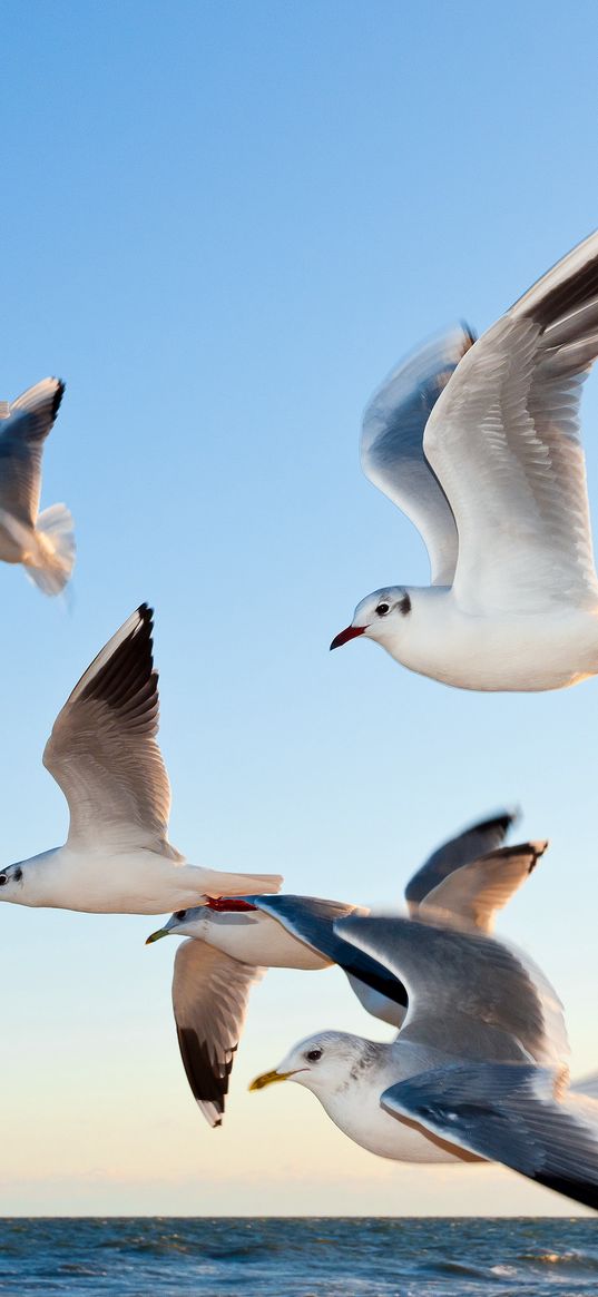 gulls, birds, flying, sea