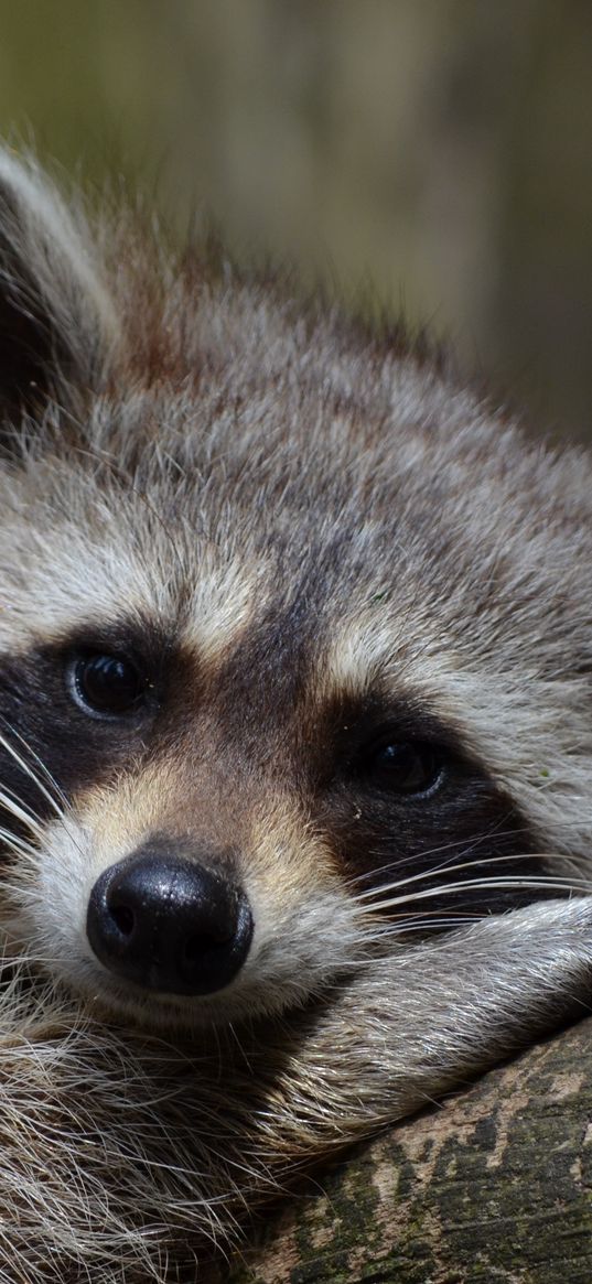 raccoon, snout, animal, lying