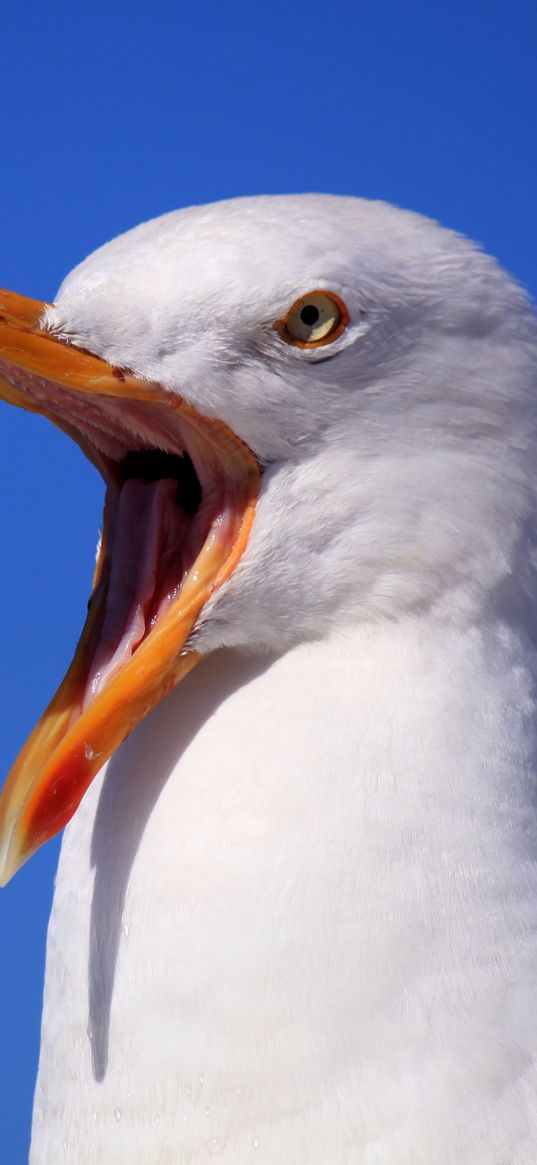 seagull, bird, scream, beak