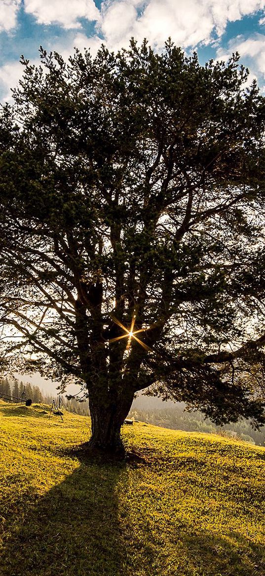 romania, campulung, tree, grass, sky, light