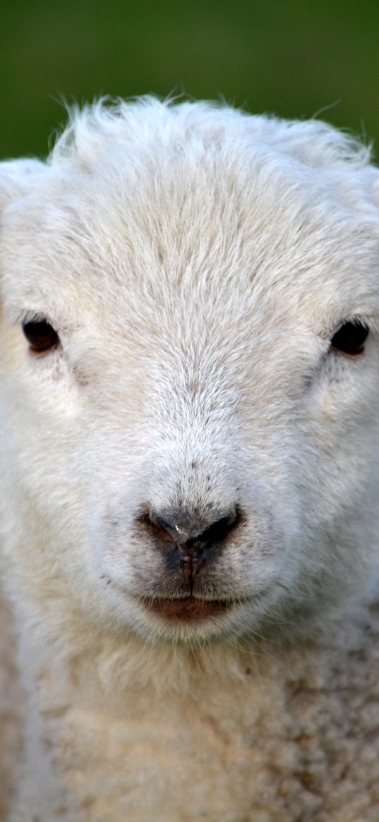 sheep, snout, eyes, curls