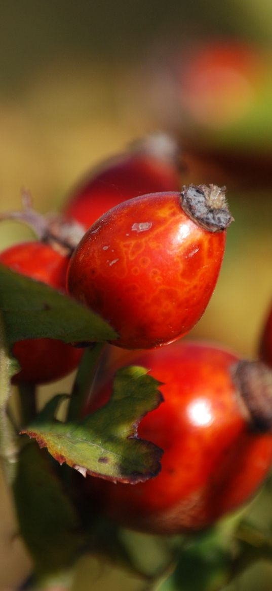 rosehip, fruits, berries, branch