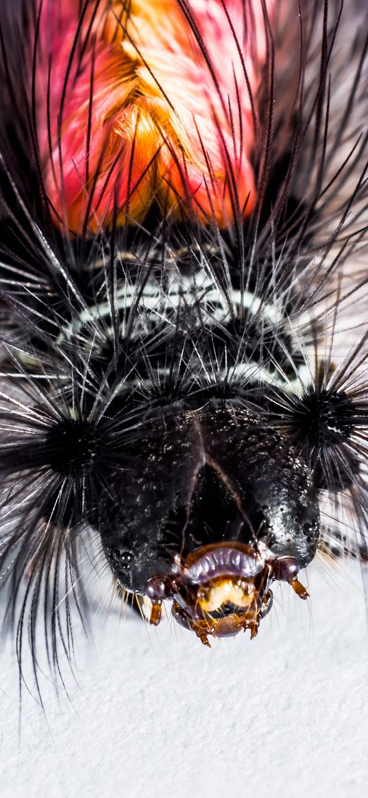 caterpillar, hairs, macro, insect