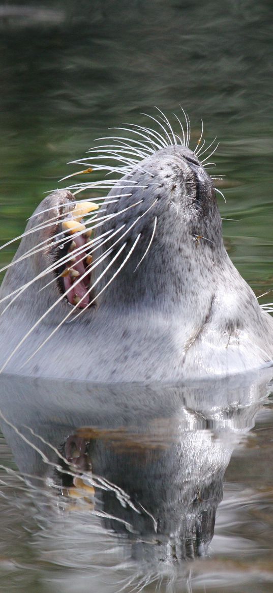 fur seal, snout, water