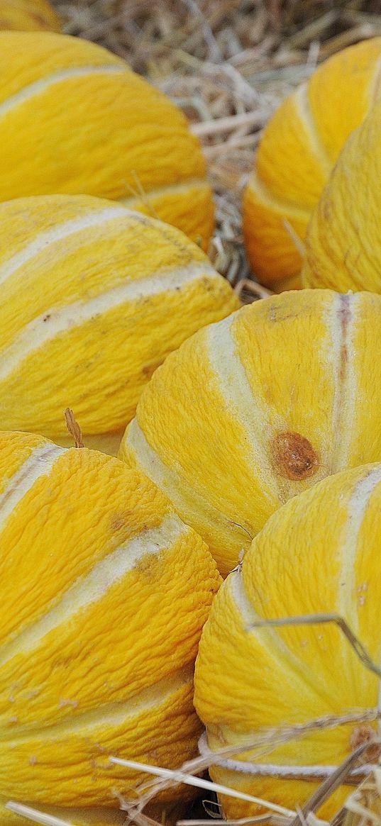 melon, fruit, variety