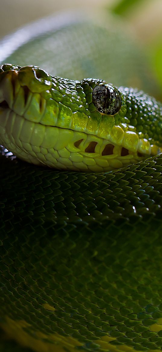 python, snake, head, scales