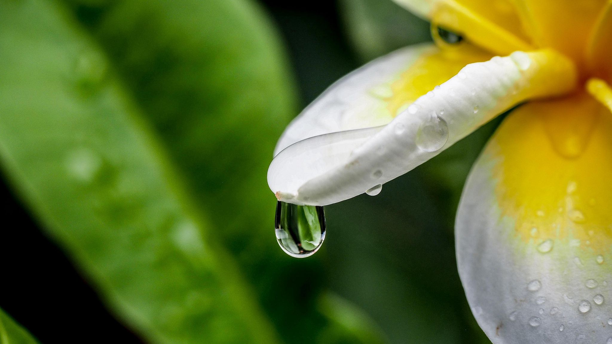 plumeria, flower, petal, drop