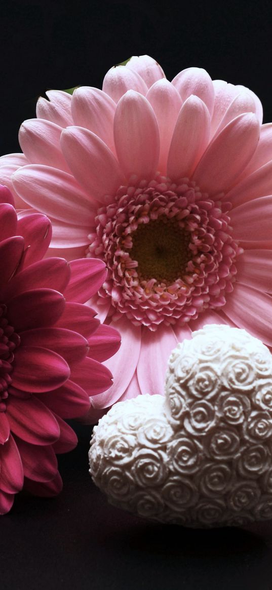 gerbera, flower, heart, valentines day