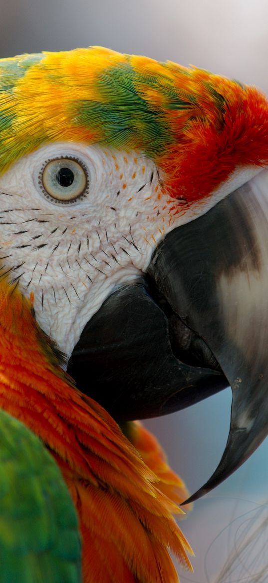 parrot, macaw, beak, bird