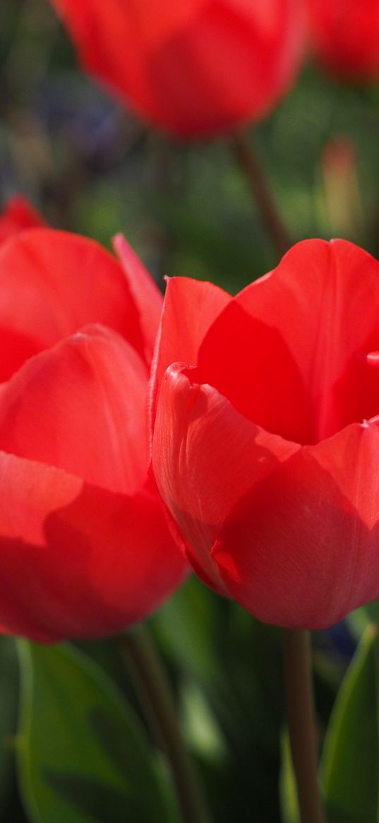 tulips, flowers, buds, flower bed