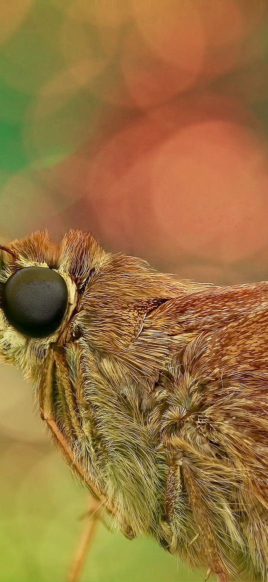 skipper, butterfly, close-up, eyes