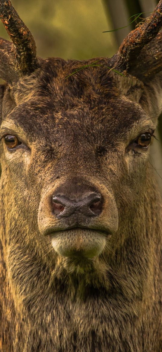 deer, snout, horns, eyes