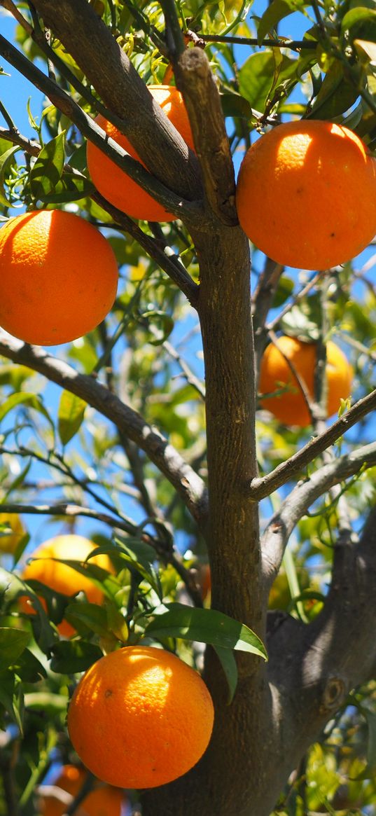 oranges, fruit, orange tree, citrus