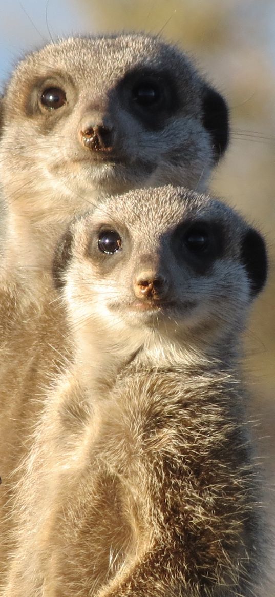 meerkat, animals, fear, look, couple