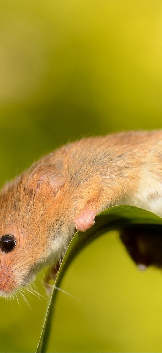 eurasian harvest mouse, mouse, rodent, sheet