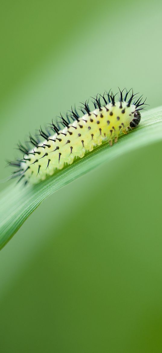 green oak sawfly, larva, insect