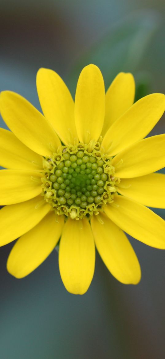 flower, petals, close-up, blurred