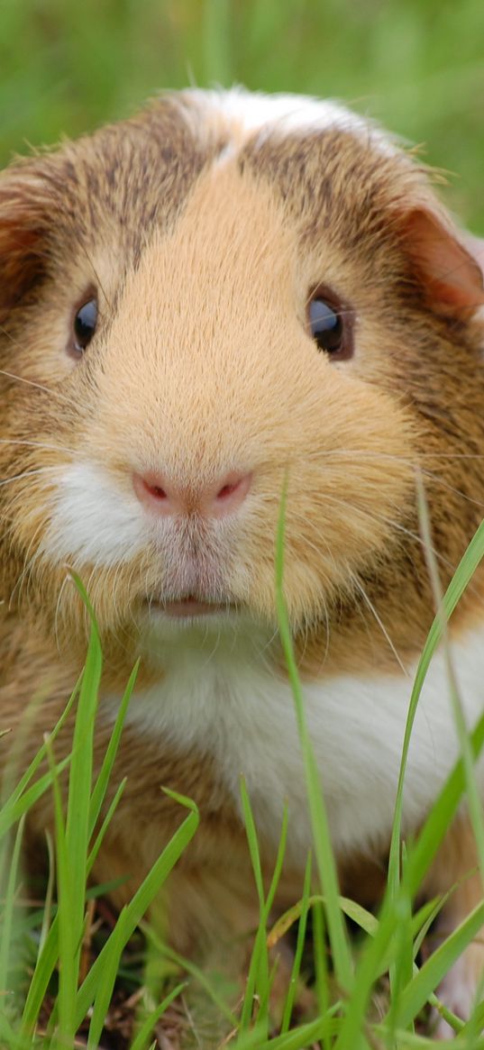 guinea pig, rodent, grass, spotted