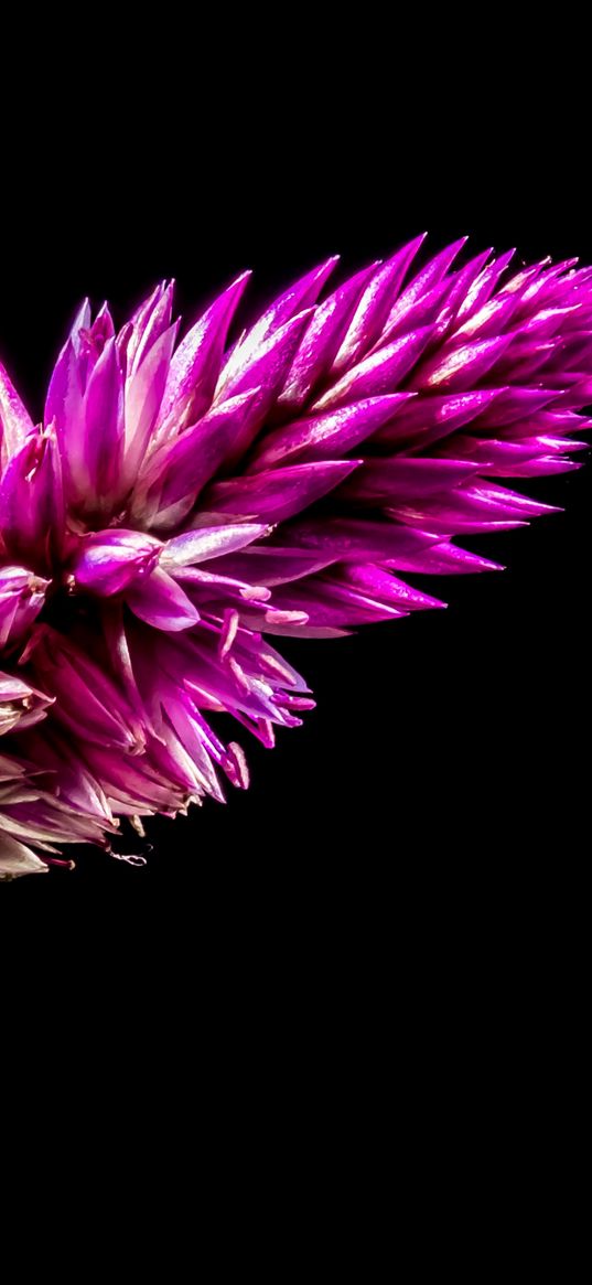 flower, plant, branch, dark background