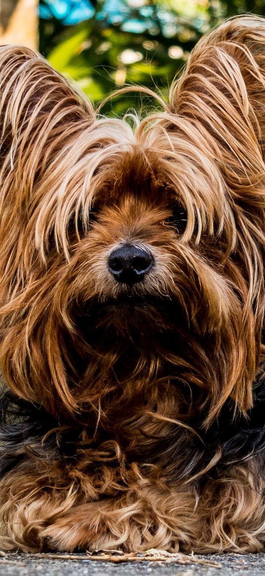 yorkshire terrier, dog, shaggy