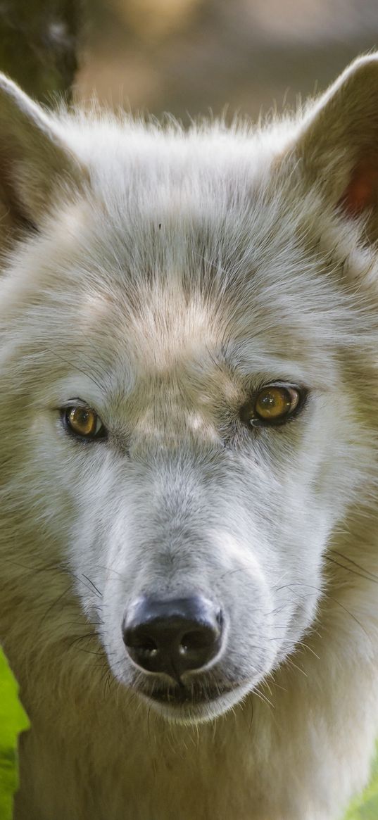 wolf, predatory, view, white