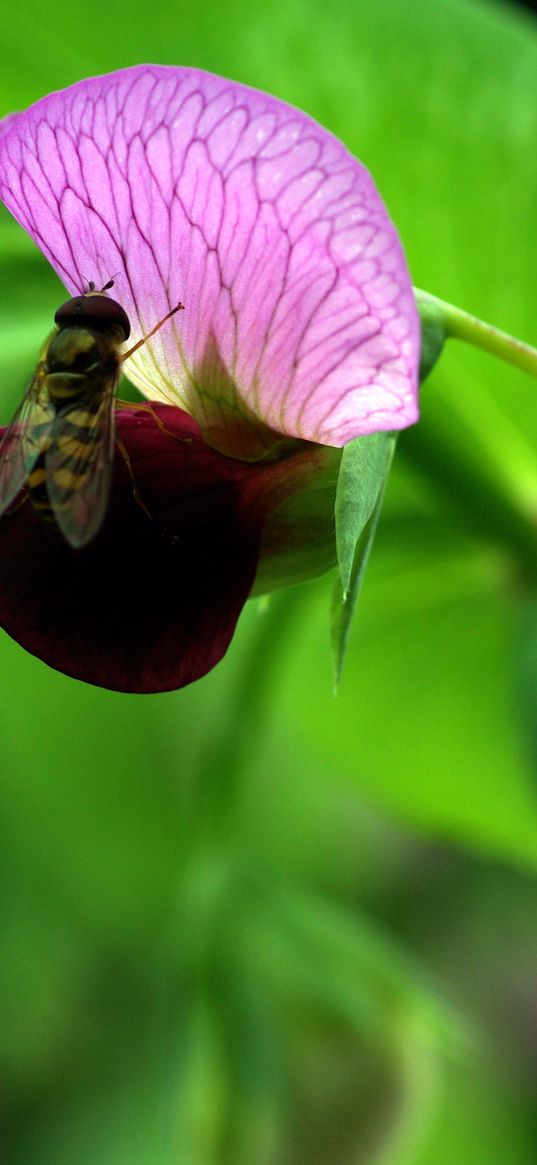 plants, flowers, wasp, insect