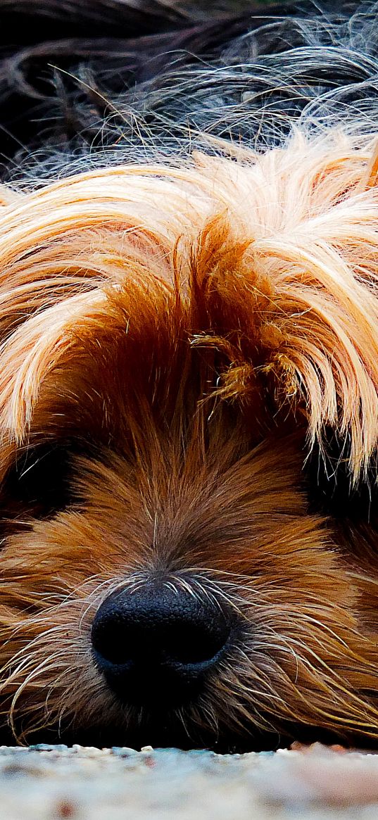 yorkshire terrier, dog, muzzle, shaggy