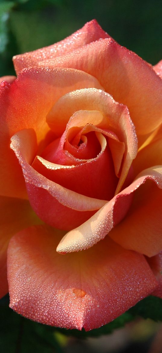 rose, bud, petals