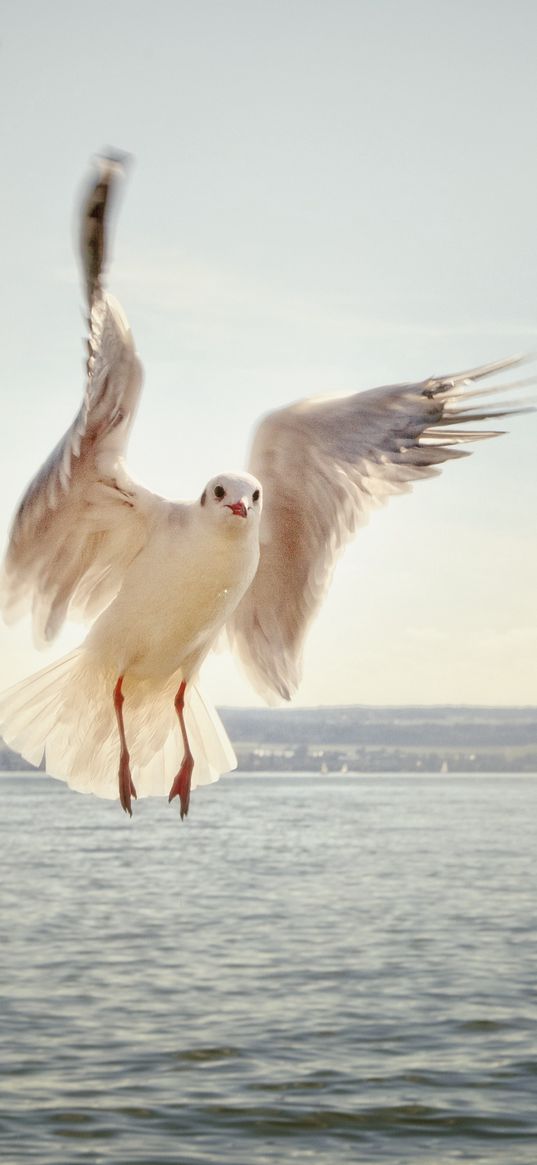 gull, bird, flying, sea