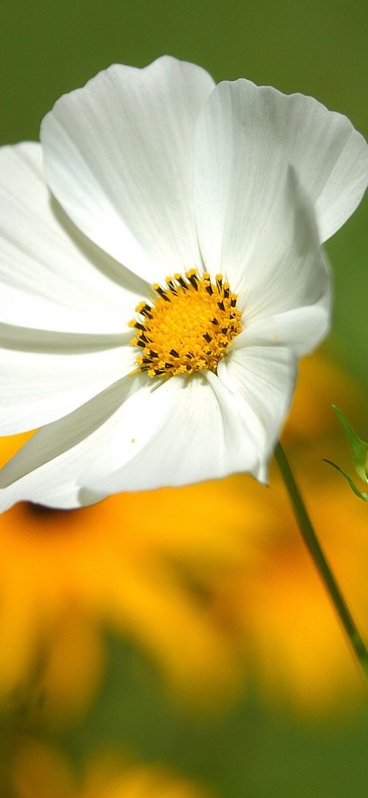 flower, petals, grass, motion blur