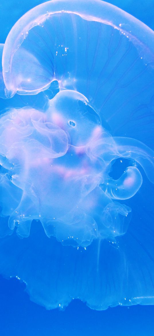 jellyfish, underwater, blue