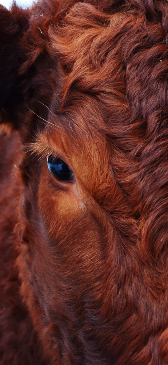 cow, face, eyes, hair