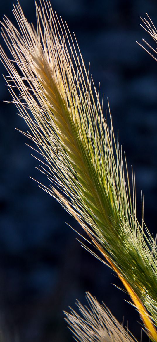 cereals, plant, light